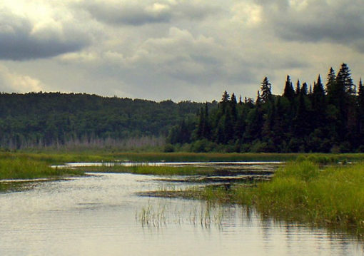 Jane Hope: Ruisseau Jackson, aire naturelle protégée