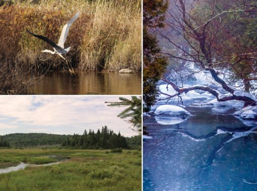 Ruisseau Jackson Nature Reserve brings 215 acres of new conservation to Morin Heights